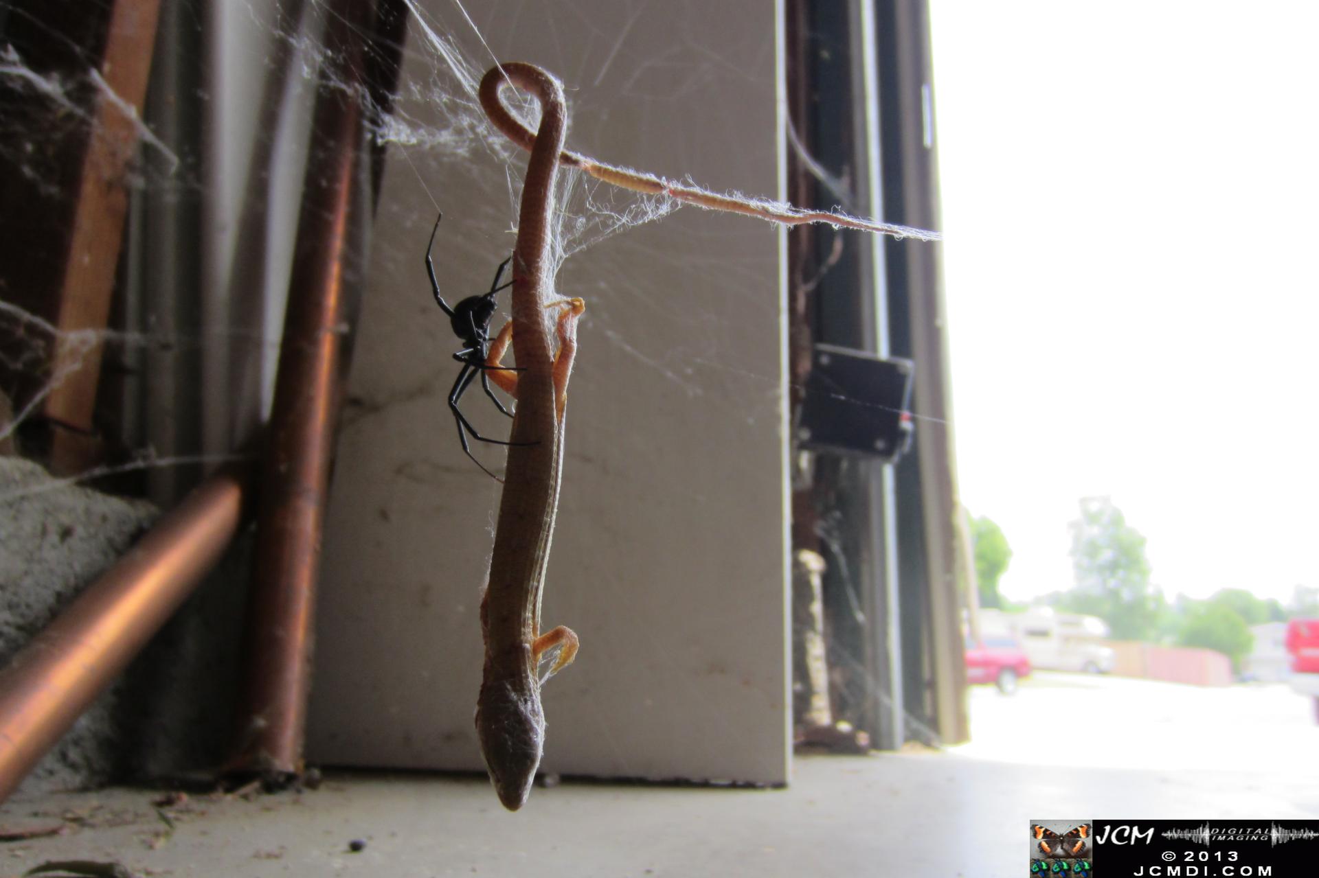 Black Widow vs (and EATS) Alligator Lizard